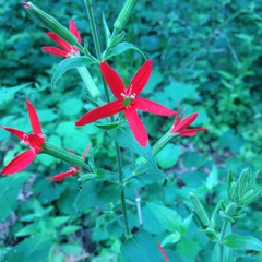 Silene regia