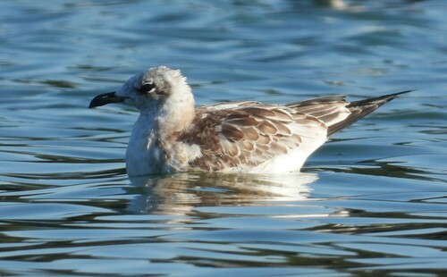 Mouette mélanocéphale, jeune