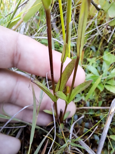 Image of Gentianopsis virgata by no rights reserved