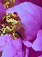 Toxomerus marginatus