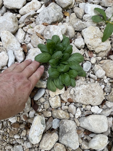 Image of Nama jamaicensis by no rights reserved