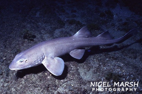 Colclough's shark (Brachaelurus colcloughi) — Brachaeluridae — 3