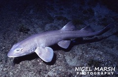 Brachaelurus colcloughi