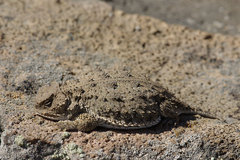Phrynosoma douglasii