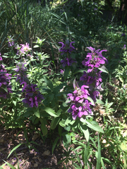 Monarda citriodora austromontana
