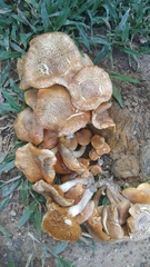 Gymnopilus dilepis