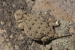 Phrynosoma douglasii