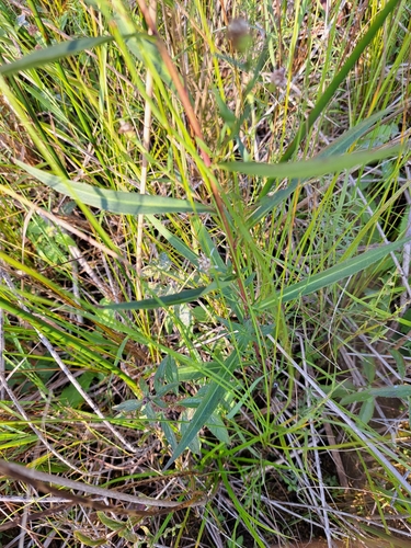 Image of Symphyotrichum boreale by no rights reserved