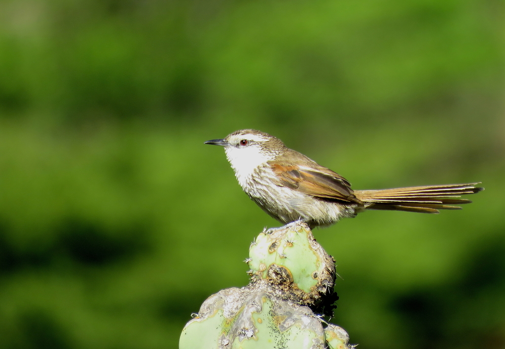 Great Spinetail photo