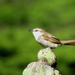 Great Spinetail - Photo (c) Manuel Roncal, some rights reserved (CC BY-NC), uploaded by Manuel Roncal