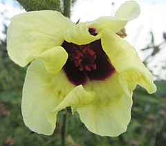 Hibiscus diversifolius diversifolius