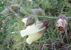 Hibiscus diversifolius diversifolius