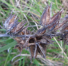 Hibiscus diversifolius diversifolius