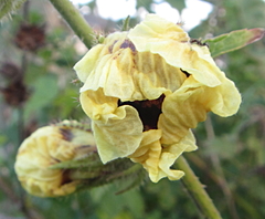 Hibiscus diversifolius diversifolius
