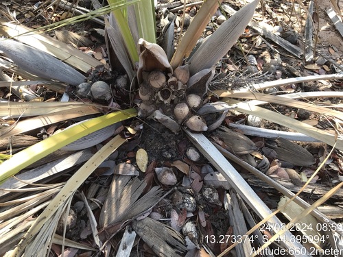 Attalea barreirensis