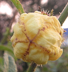 Hibiscus diversifolius diversifolius