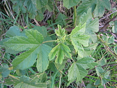 Hibiscus diversifolius diversifolius