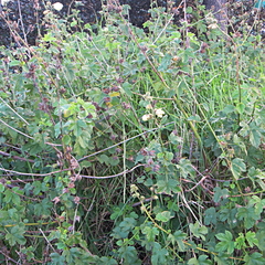 Hibiscus diversifolius diversifolius
