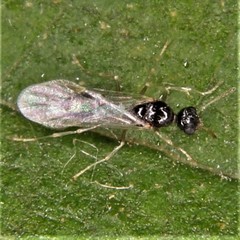 Leptothorax canadensis