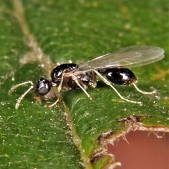 Leptothorax canadensis