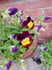 Viola × wittrockiana