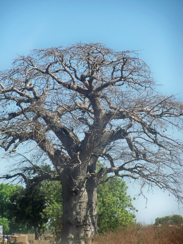 African baobab