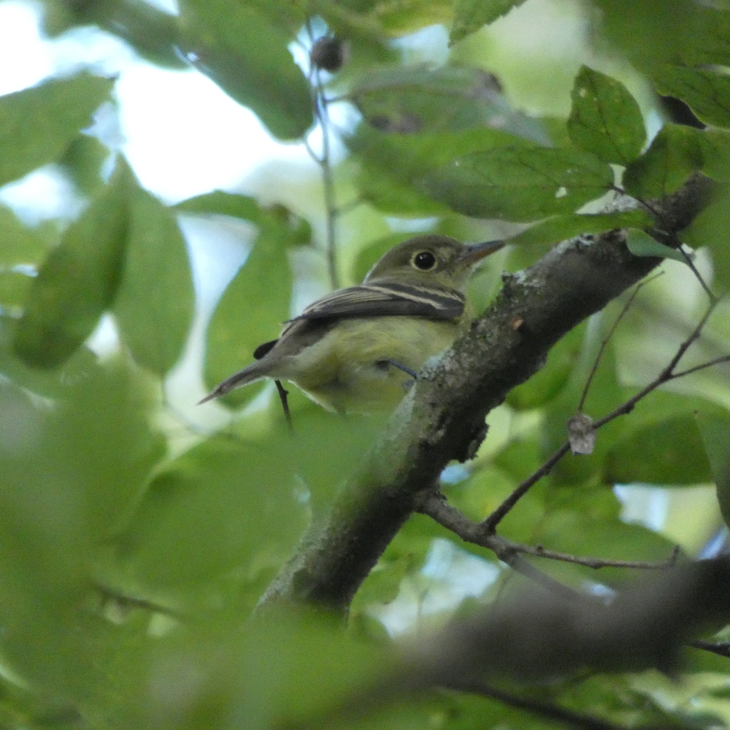 Acadian Flycatcher