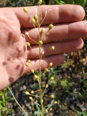 Camelina