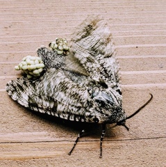 Prionoxystus robiniae