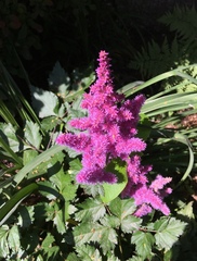 Astilbe
