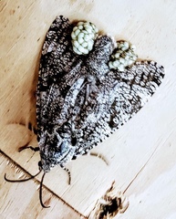 Prionoxystus robiniae