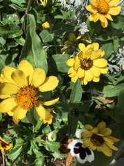 Helianthella