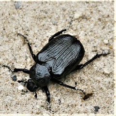 Osmoderma scabra