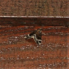 Hypena abalienalis