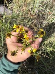 Dysodiopsis tagetoides
