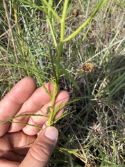 Dysodiopsis tagetoides