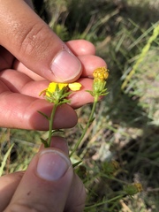 Dysodiopsis tagetoides