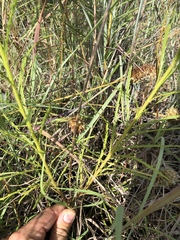 Dysodiopsis tagetoides