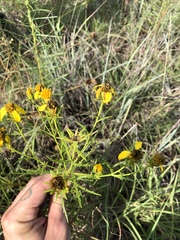 Dysodiopsis tagetoides