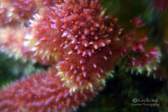 Orthasterias koehleri