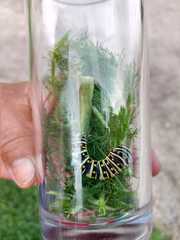 Lepidoptera
