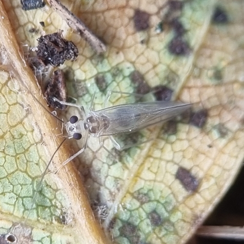 Stenopsocus immaculatus, 9441 TZ Orvelte, Nederland, photo 10 of 10