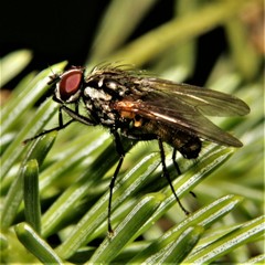 Hydrophoria lancifer