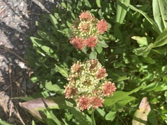 Eriogonum heracleoides