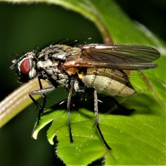 Hydrophoria lancifer