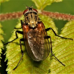 Hydrophoria lancifer