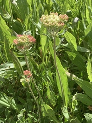 Eriogonum heracleoides