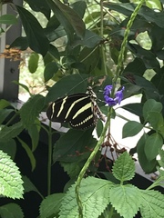Heliconius charithonia