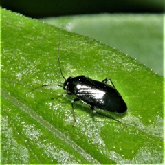 Slaterocoris
