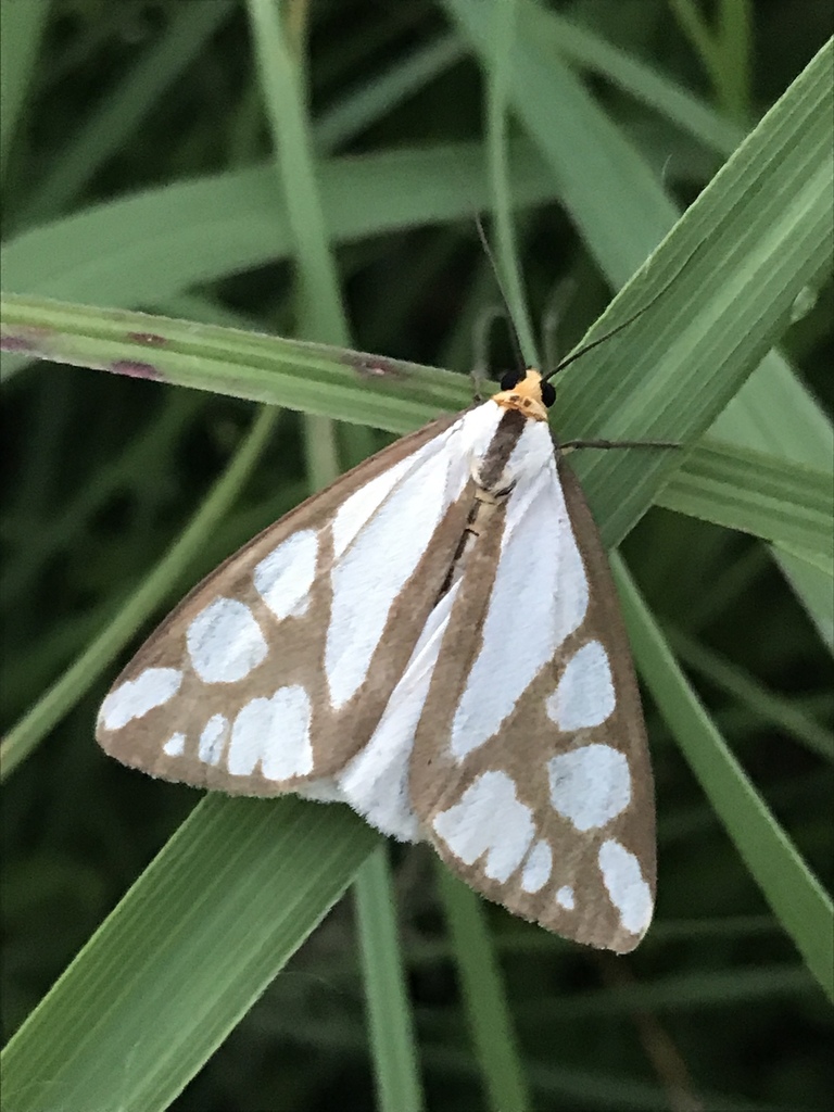 Reversed Haploa Moth